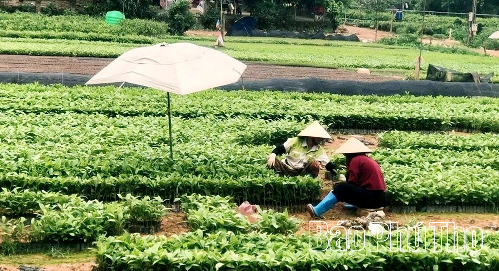 Quảng Yên siết chặt quản lý quỹ đất công ích sau sáp nhập