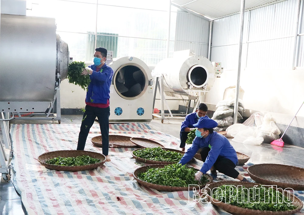 Lan tỏa hương vị chè xanh Đất Tổ