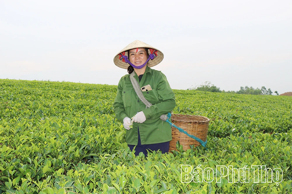 Lan tỏa hương vị chè xanh Đất Tổ