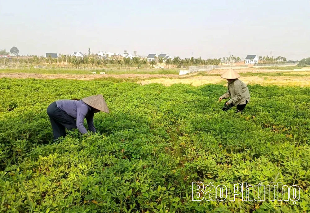 Sản phẩm OCOP từ cây trồng chủ lực ở Đông Thành
