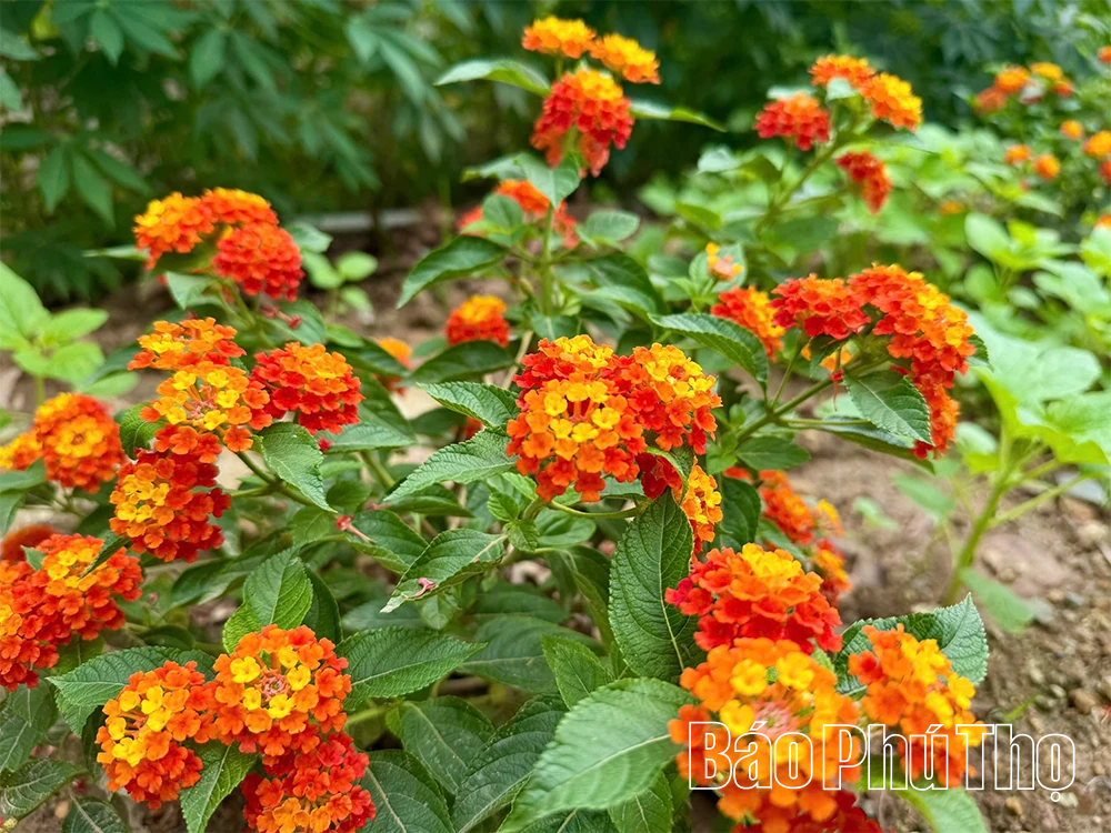 Từ bãi rác thành vườn hoa - câu chuyện đẹp về trách nhiệm với môi trường