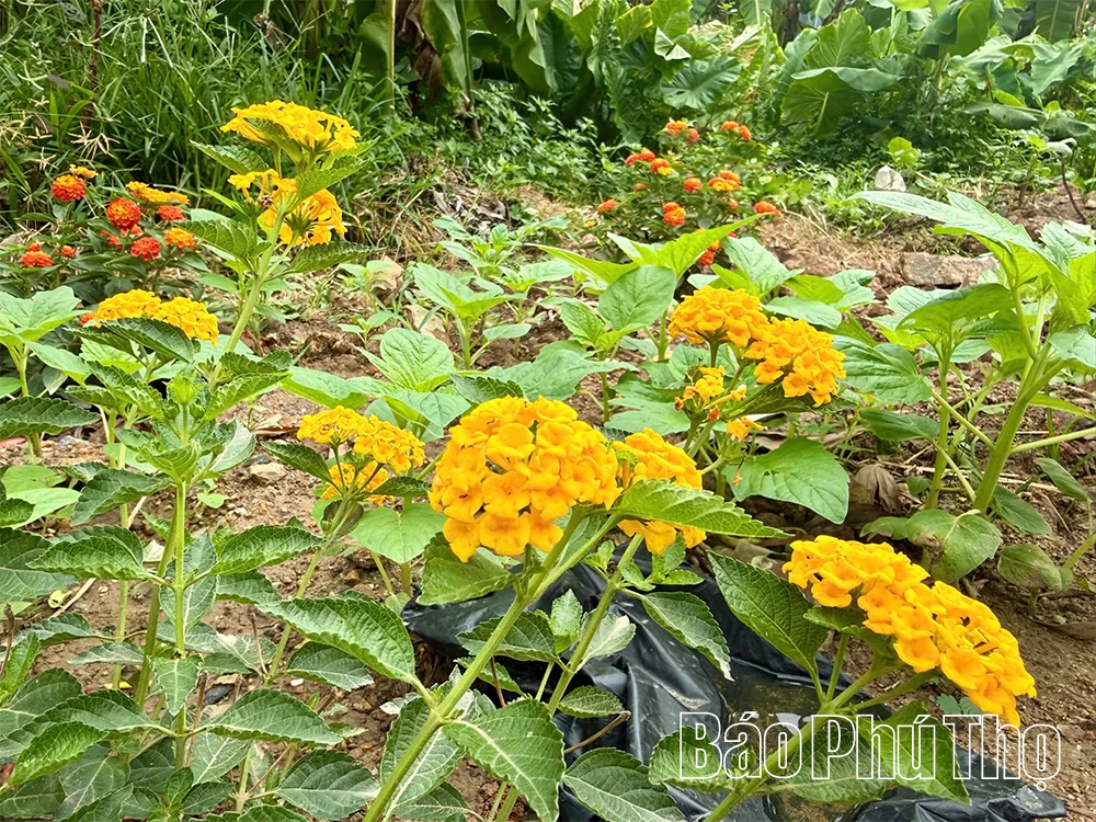 Từ bãi rác thành vườn hoa - câu chuyện đẹp về trách nhiệm với môi trường