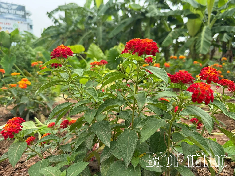 Từ bãi rác thành vườn hoa - câu chuyện đẹp về trách nhiệm với môi trường