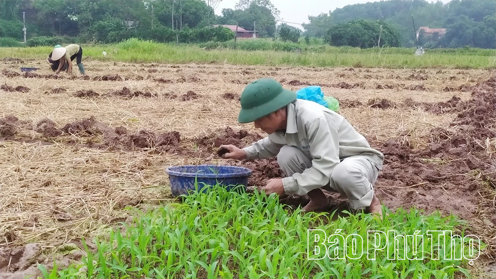 Thay đổi trong sản xuất vụ Mùa ở Đông Thành