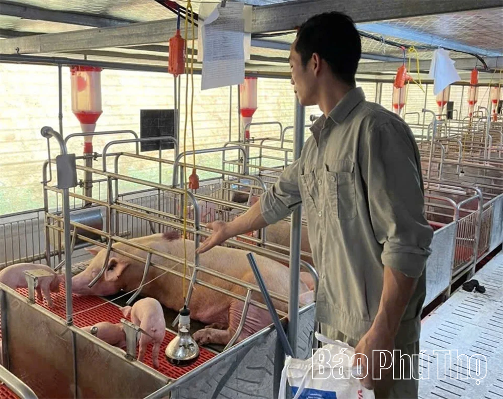 Chăn nuôi quy mô lớn - động lực tăng trưởng mới của Phú Thọ