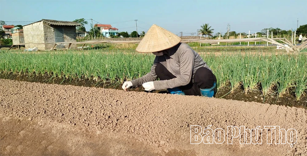 Liên kết hợp tác xã giúp gia tăng giá trị nông sản