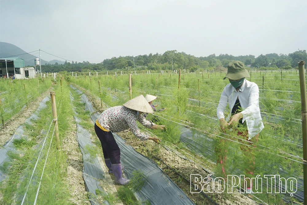 Liên kết hợp tác xã giúp gia tăng giá trị nông sản