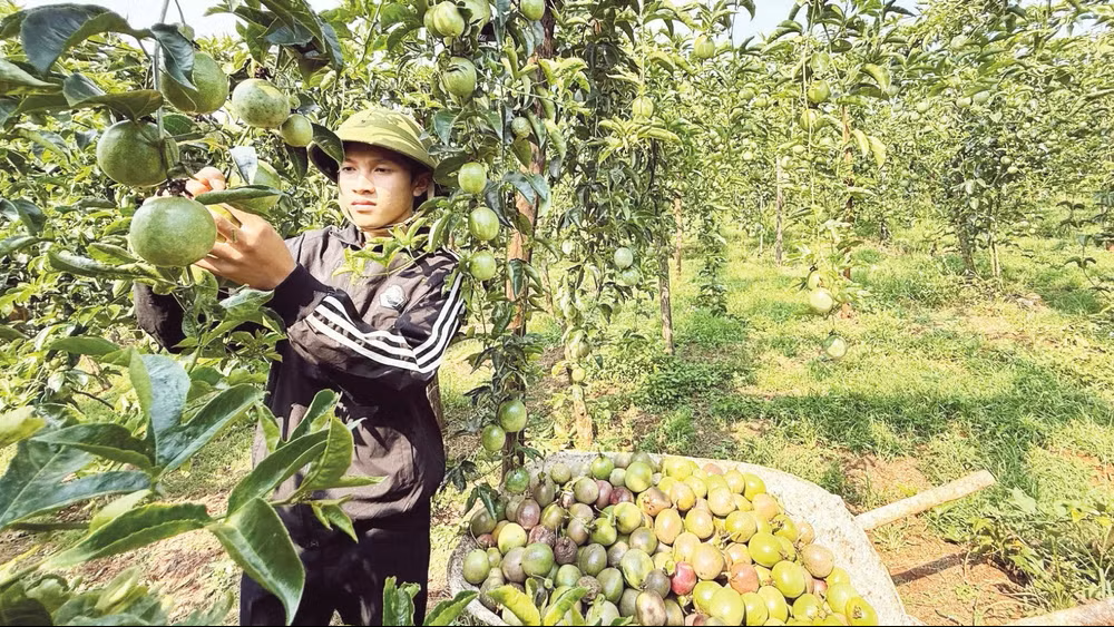 Mở “luồng xanh” rau quả sang Trung Quốc