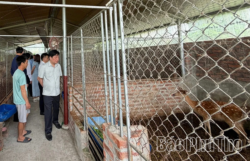 Yên Sơn khai mở tiềm năng nông nghiệp hàng hóa