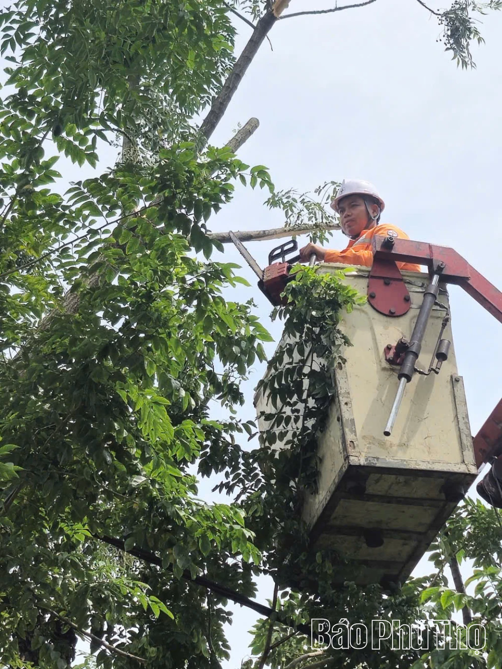 Điện lực Lập Thạch chủ động phát quang hành lang lưới điện, ứng phó với bão số 1