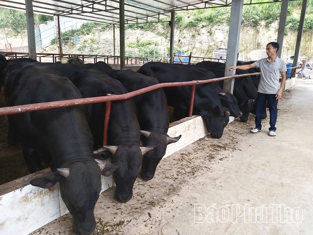 Xây dựng nền chăn nuôi tập trung