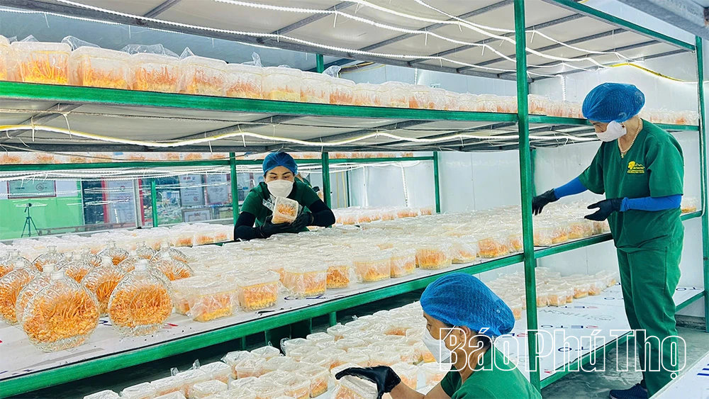 Gắn nông nghiệp tuần hoàn với du lịch trải nghiệm