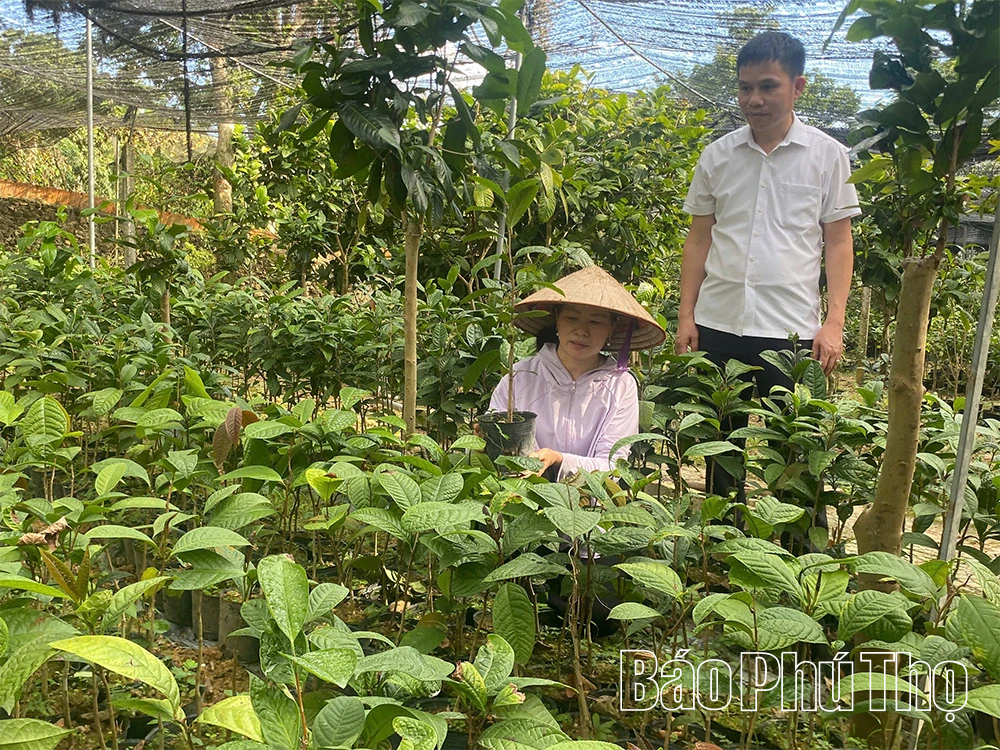 Từ đam mê đến thương hiệu Trà hoa vàng