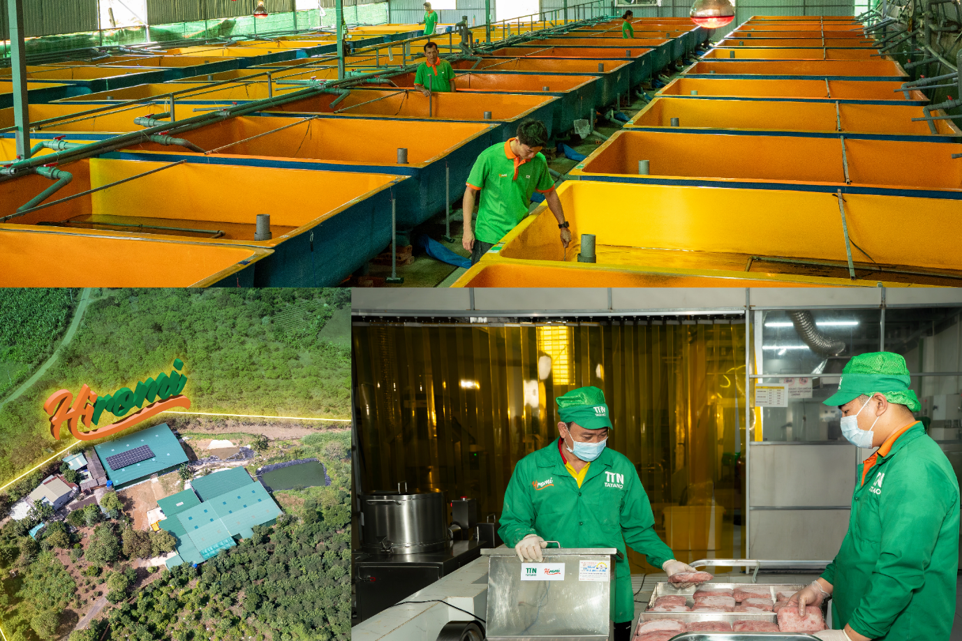 Từ bài toán tiêu thụ đến hành trình xây dựng giá trị mới cho lươn Việt