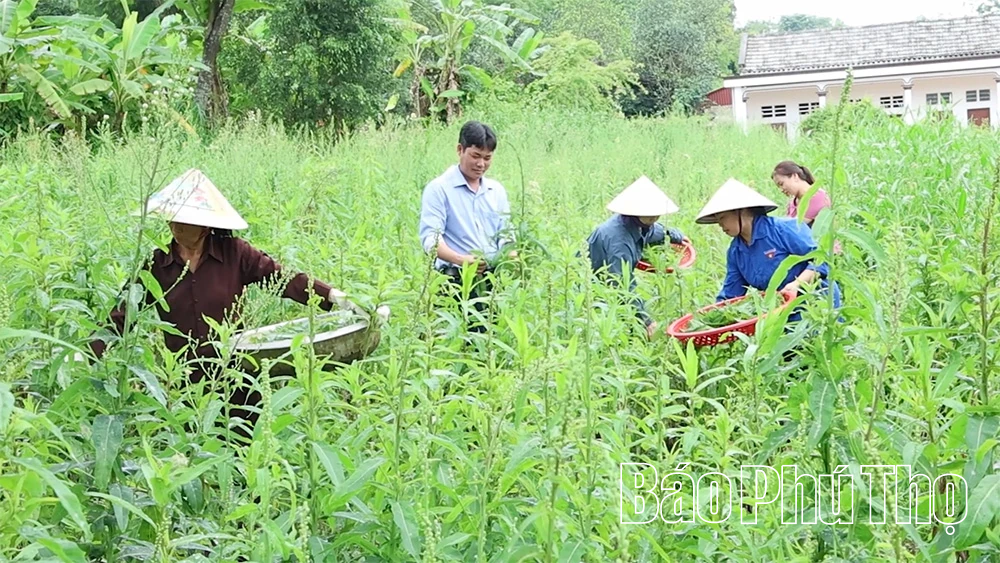 Phát huy thế mạnh cây dược liệu: Hướng đi mới từ vùng đất Yên Lãng