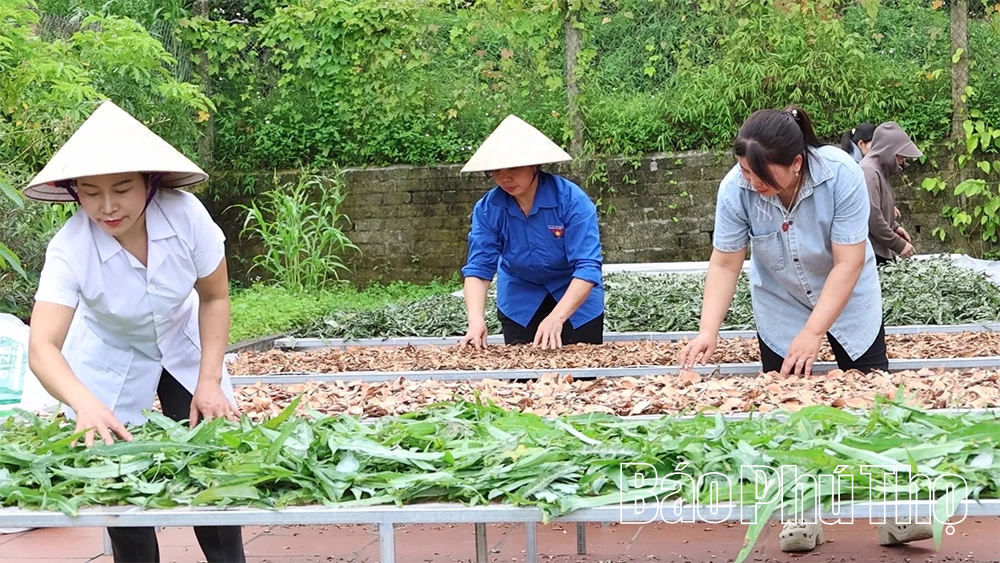 Phát huy thế mạnh cây dược liệu: Hướng đi mới từ vùng đất Yên Lãng