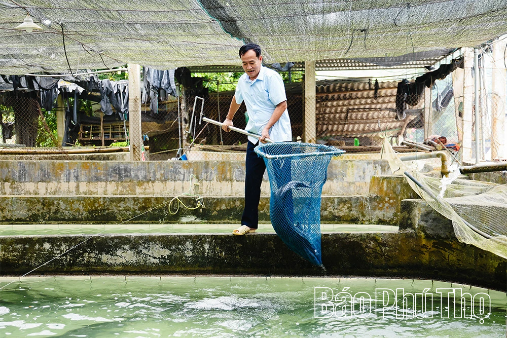 Khởi sắc kinh tế từ mô hình nuôi cá tầm