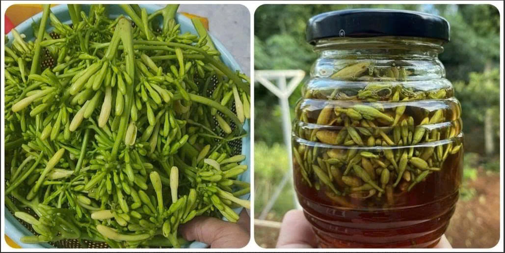 4 tác dụng của hoa đu đủ đực ngâm mật ong&nbsp;
