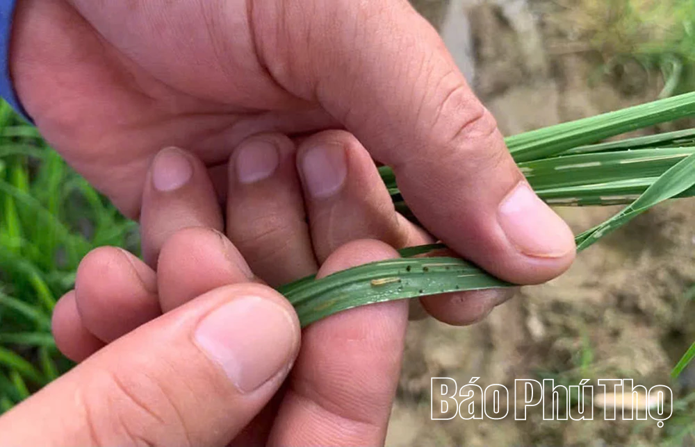 Cao điểm phòng trừ sinh vật gây hại lúa vụ Mùa