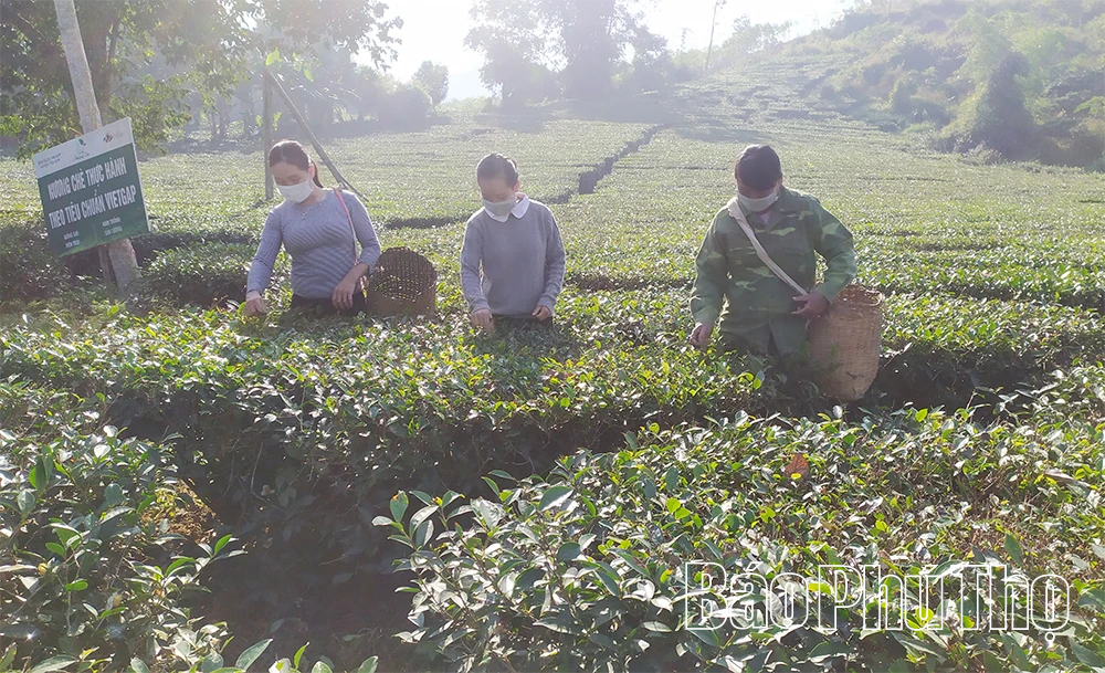 Nâng cao giá trị sản phẩm chè Tây Cốc