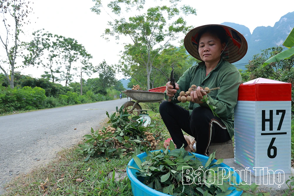 Nhãn Sơn Thủy vào mùa trái ngọt