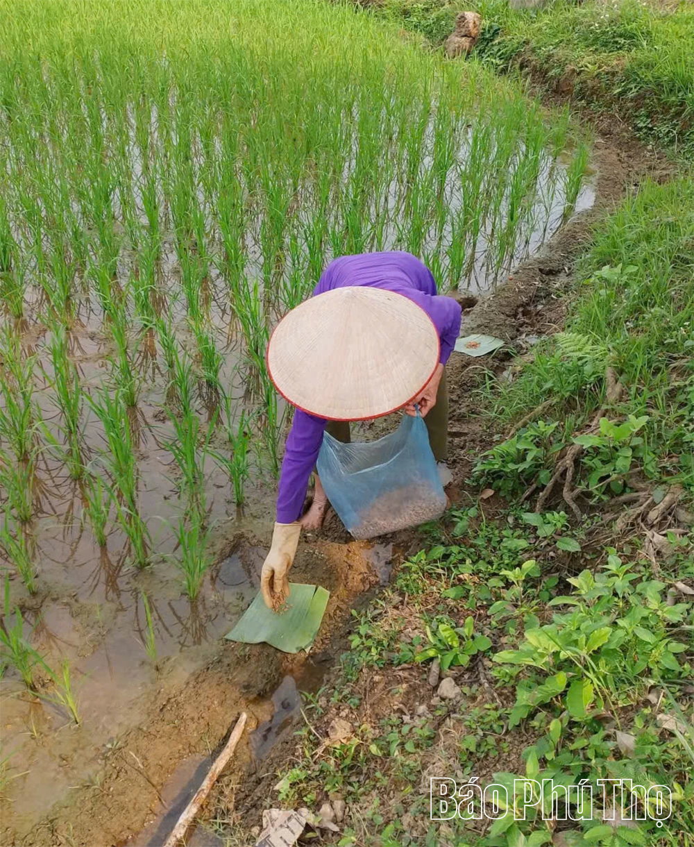 Chủ động diệt chuột để bảo vệ lúa vụ Mùa
