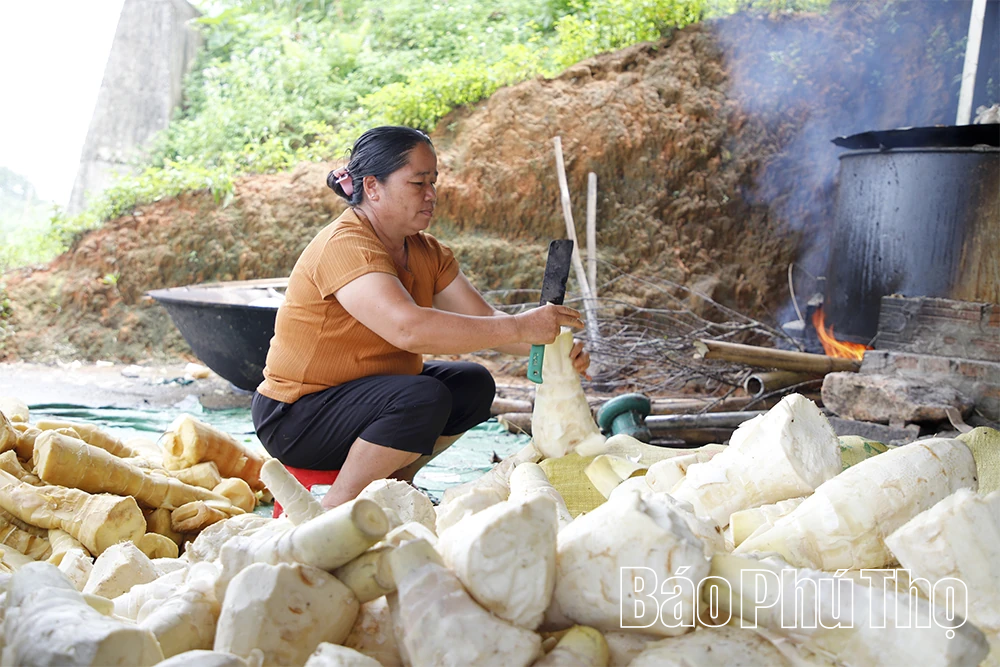Mùa măng ở Đỉnh Thung