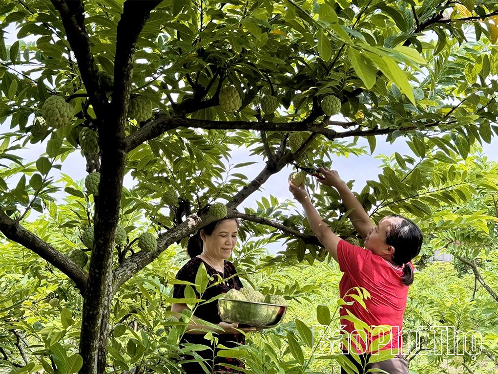 Xây dựng mã số vùng trồng - Nâng tầm thương hiệu na Bồ Lý