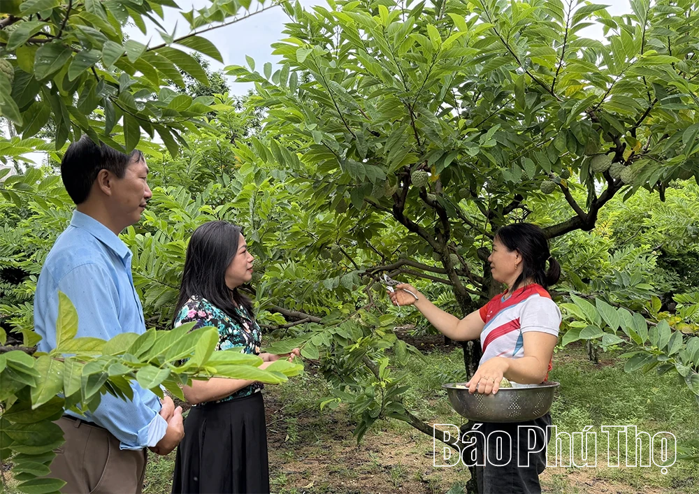 Xây dựng mã số vùng trồng - Nâng tầm thương hiệu na Bồ Lý