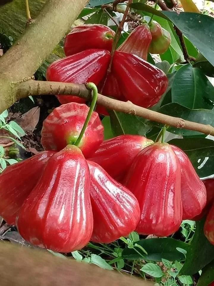 Giá cả thị trường&nbsp;ngày&nbsp;31/7/2026