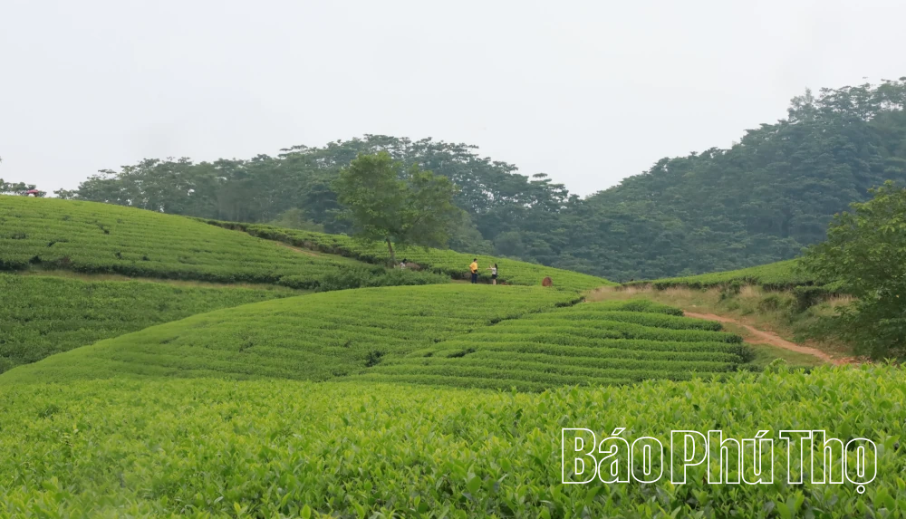 Hiệu quả giảm nghèo ở xã Trạm Thản