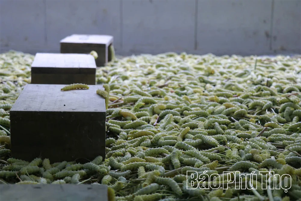 Làm giàu từ con tằm ăn lá sắn&nbsp;