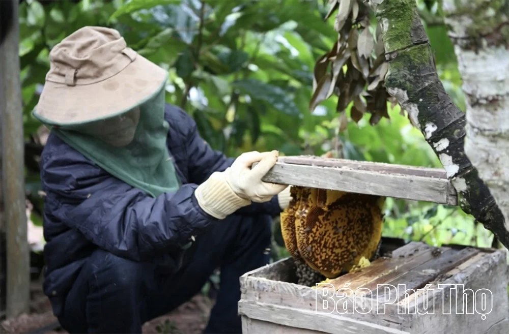 Ngọt thơm mật ong rừng Thanh Thủy