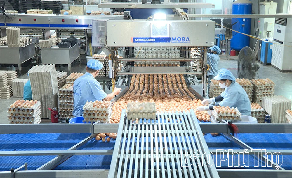 Công ty TNHH MTV Gia cầm Hòa Phát Phú Thọ:&nbsp;Nâng cao chất lượng, mở rộng thị trường trứng gia cầm