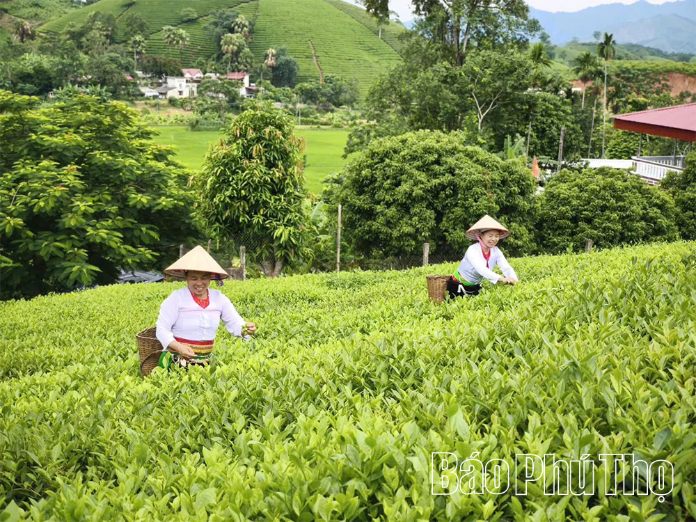 Phú Thọ triển khai chính sách hỗ trợ phát triển sản xuất nông nghiệp