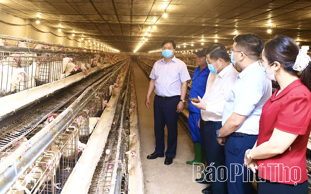 Nhân rộng mô hình sản xuất nông nghiệp hiệu quả
