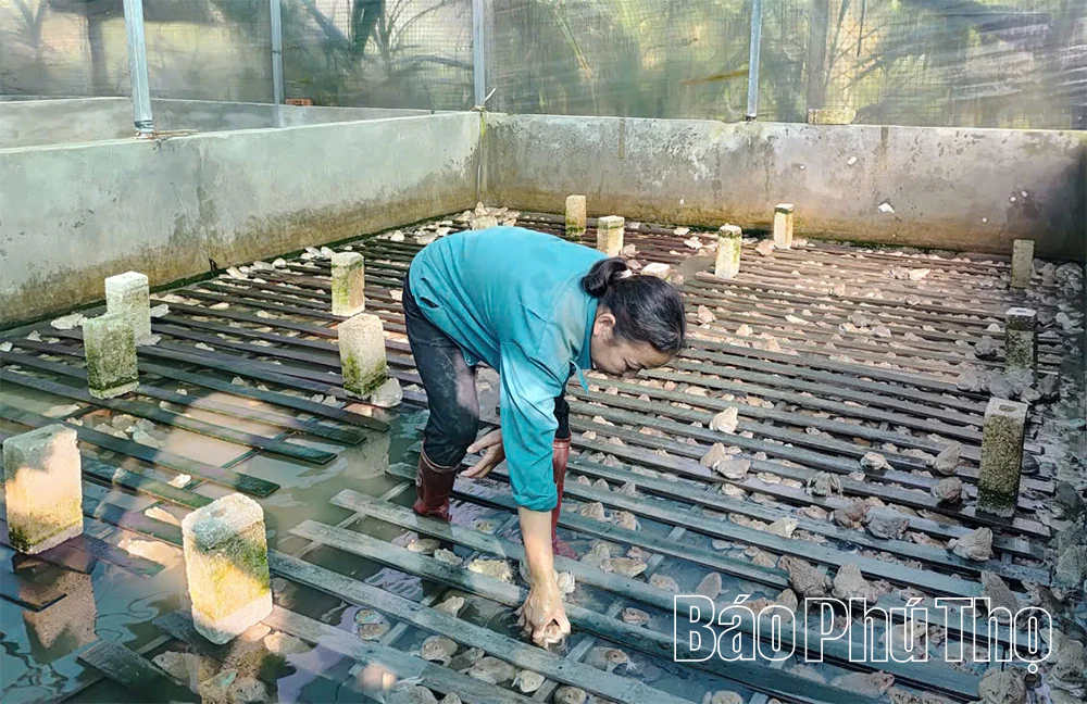 Triển vọng từ nuôi ếch thương phẩm
