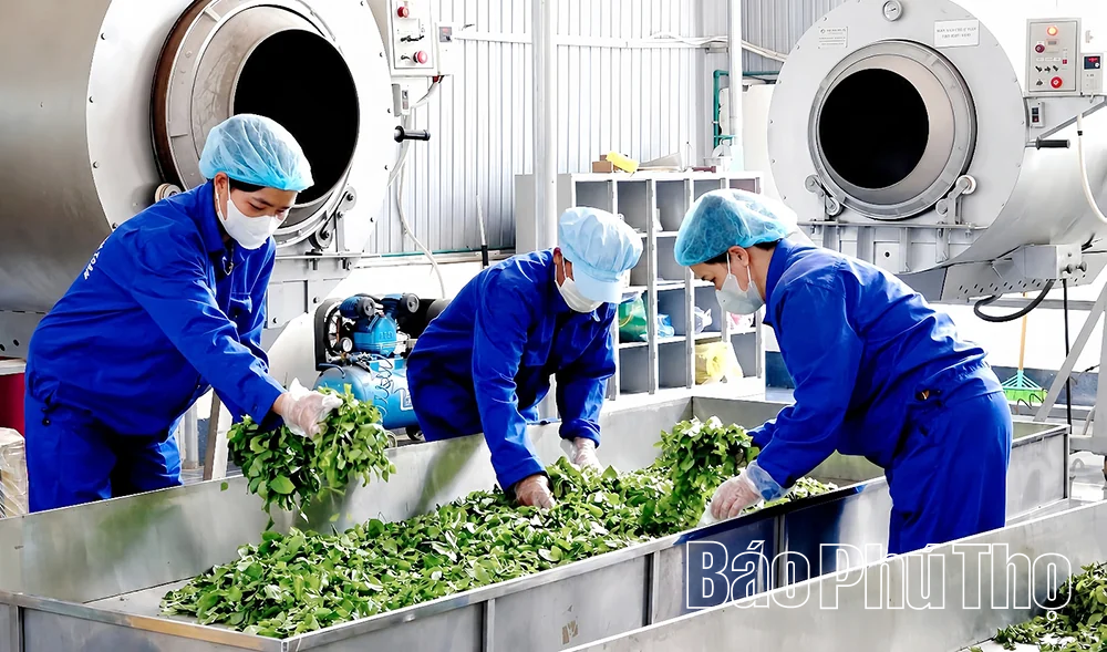 Chè Phú Thọ chinh phục những thị trường khó tính