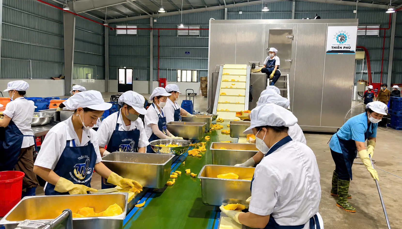 Thiên Phú hoàn thành lắp đặt hệ thống cấp đông IQF xoài năng suất 10 tấn/ngày tại Hòa Bình