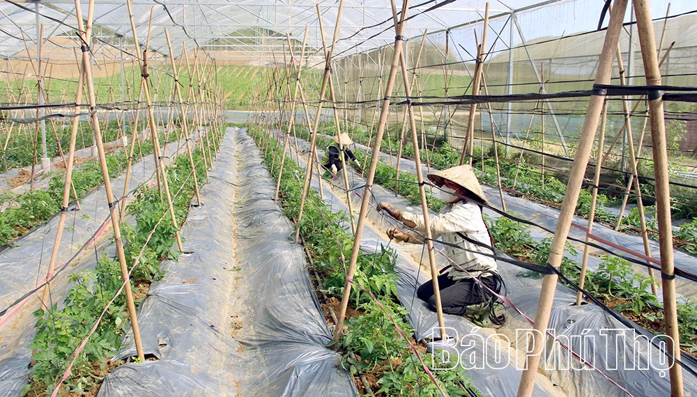 Công nghệ tiếp sức tăng trưởng