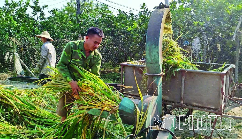 Hiệu quả kinh tế từ tận dụng rơm, rạ sau thu hoạch