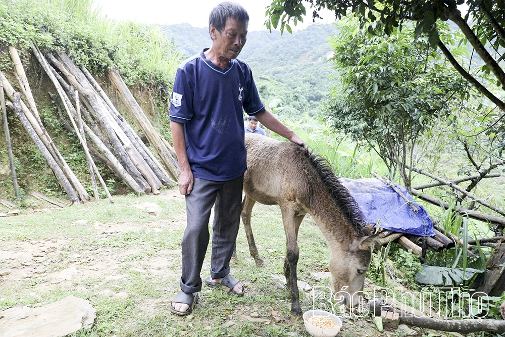 Đi tìm vó ngựa giữa trời mây Vân Sơn