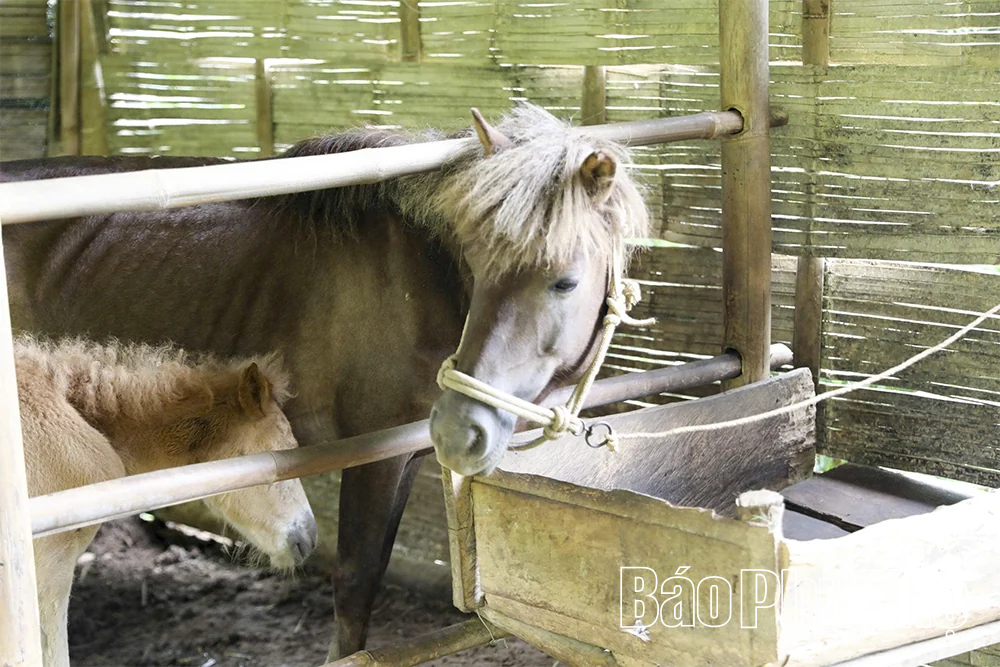 Đi tìm vó ngựa giữa trời mây Vân Sơn