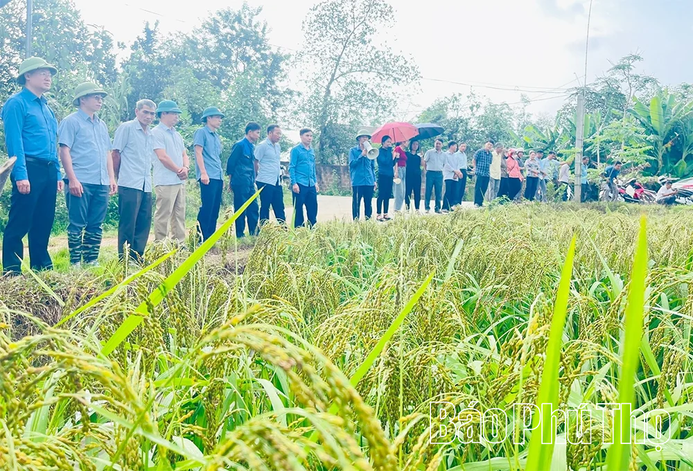 Sơn Lương: Đánh thức tiềm năng kinh tế nông nghiệp