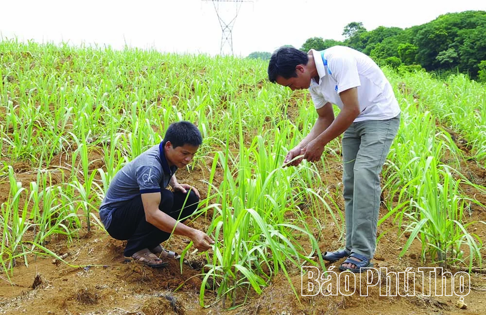 Biến chất thải thành tài nguyên: Giá trị kép từ nông nghiệp tuần hoàn