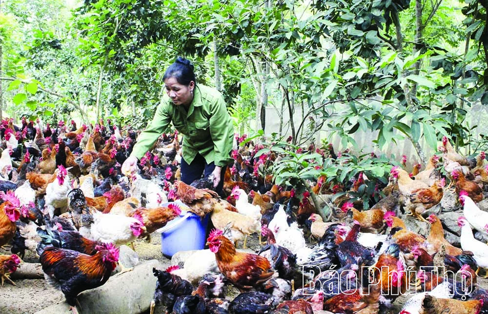 Biến chất thải thành tài nguyên: Giá trị kép từ nông nghiệp tuần hoàn