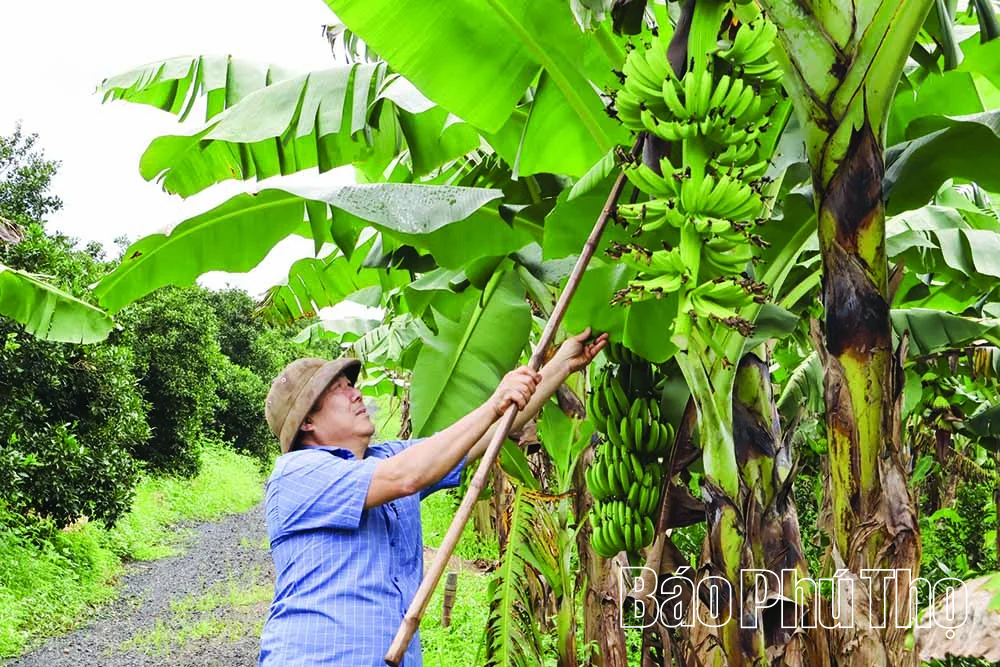 Biến chất thải thành tài nguyên: Giá trị kép từ nông nghiệp tuần hoàn