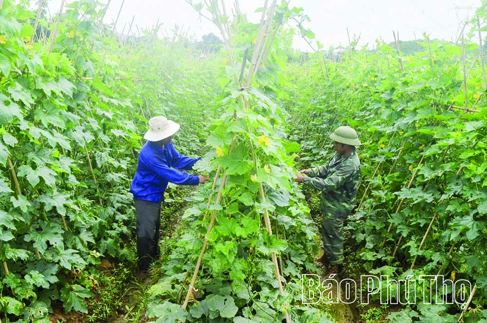 Biến chất thải thành tài nguyên: Giá trị kép từ nông nghiệp tuần hoàn