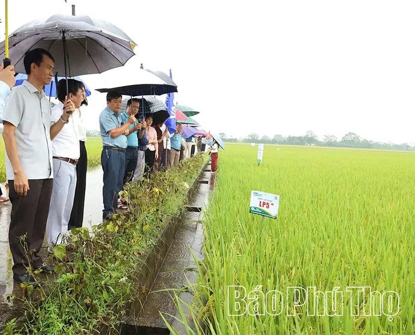Trình diễn sản xuất giống lúa thuần LP5 vụ mùa 2026