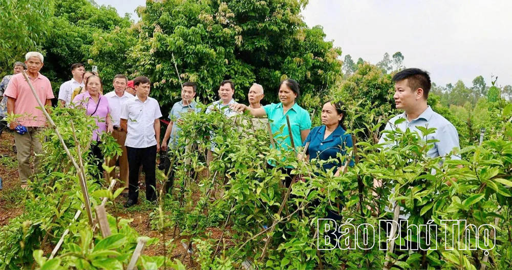 Thái Hòa phát triển kinh tế nông nghiệp gắn với bảo vệ môi trường
